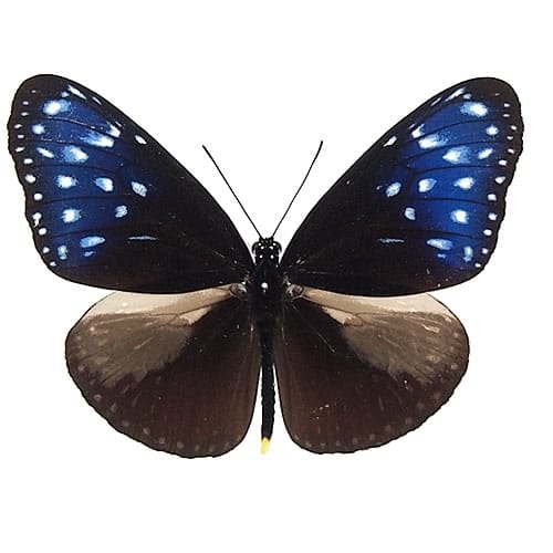 カルナルリモンアゲハ , 蝶の標本 販売・通販のNatureShop|モルフォや