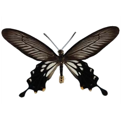 ホソバジャコウアゲハ , 蝶の標本 販売・通販のNatureShop|モルフォや