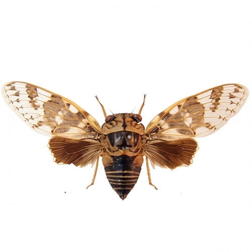 ミヤコニイニイ 飛翔 , 昆虫標本 , 蝶の標本 販売・通販のNatureShop