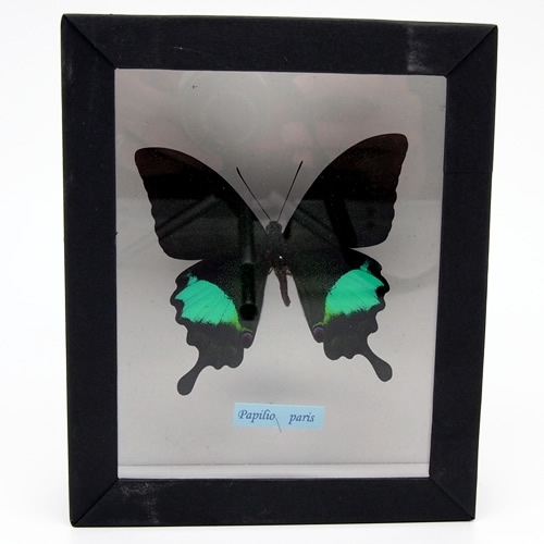 ルリモンアゲハ , 蝶の標本 販売・通販のNatureShop|モルフォや
