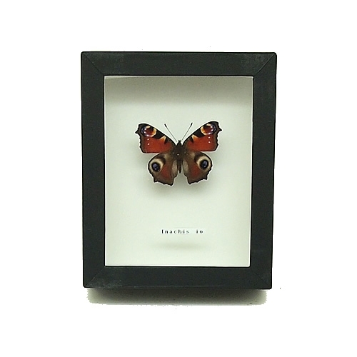 クジャクチョウ(孔雀蝶) , タグ「new」 , 蝶の標本 販売・通販の