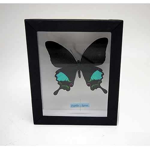 カルナルリモンアゲハ , 蝶の標本 販売・通販のNatureShop|モルフォや