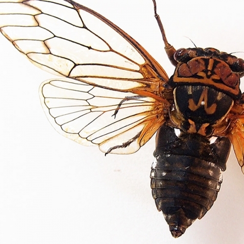 エゾゼミ 飛翔 , 昆虫標本 , 蝶の標本 販売・通販のNatureShop