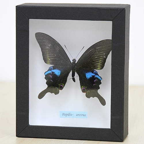 オオクジャクアゲハ , 蝶の標本 販売・通販のNatureShop|モルフォや