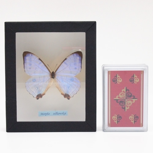 スルコウスキーモルフォ , 蝶の標本 販売・通販のNatureShop|モルフォ