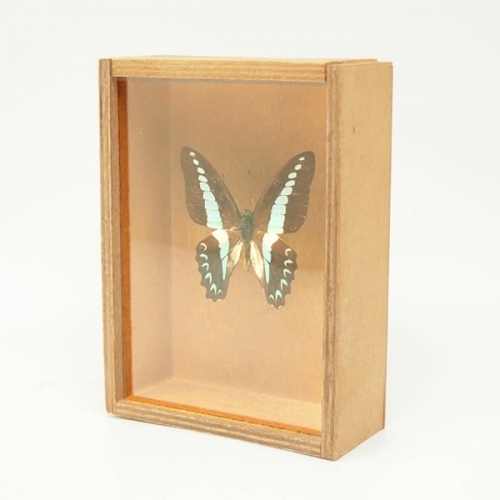 アオスジアゲハ , 蝶の標本 販売・通販のNatureShop|モルフォや