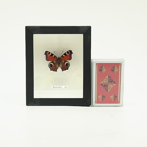 クジャクチョウ(孔雀蝶) , タテハ蝶科標本 , 蝶の標本 販売・通販の