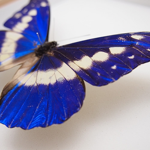 送料無料】ヘレナモルフォ , タテハ蝶科標本 , 蝶の標本 販売・通販の