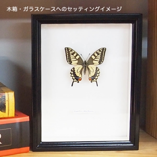 蝶の標本 インドの珍しいアゲハチョウ(A1) 蝶の標本 インドの珍しい