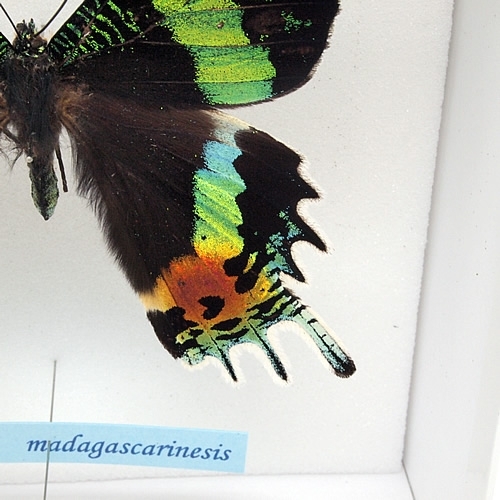 ニシキオオツバメ , アゲハ蝶科標本 , 蝶の標本 販売・通販の