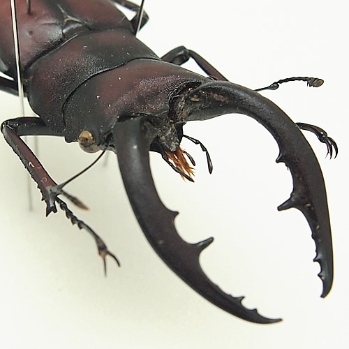 ノコギリクワガタ(鋸鍬形) , 昆虫標本 , 蝶の標本 販売・通販の