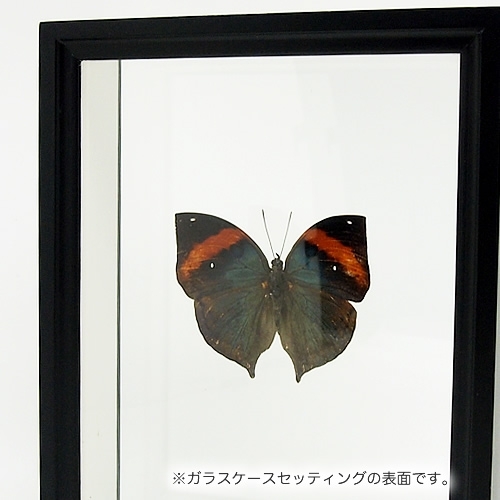 ☆『まみふぁ☆ムラサキシキブジャノメチョウ ♂標本 ja-rurimon3