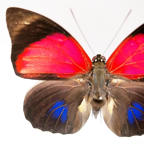 ルーゲンスミイロタテハ , 蝶の標本 販売・通販のNatureShop|モルフォ