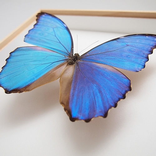 ディディウスモルフォ , 蝶の標本 販売・通販のNatureShop|モルフォや