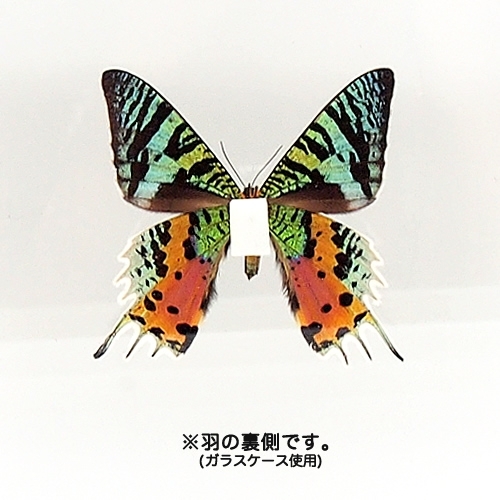 ニシキオオツバメ , アゲハ蝶科標本 , 蝶の標本 販売・通販の