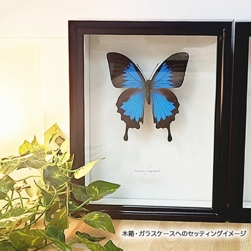 オオルリアゲハ , 蝶の標本 販売・通販のNatureShop|モルフォや