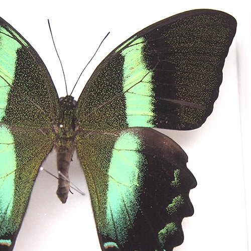 オオルリオビアゲハ , タグ「green」 , 蝶の標本 販売・通販の