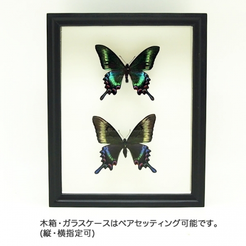 ミヤマカラスアゲハ／オス , アゲハ蝶科標本 , 蝶の標本 販売・通販の