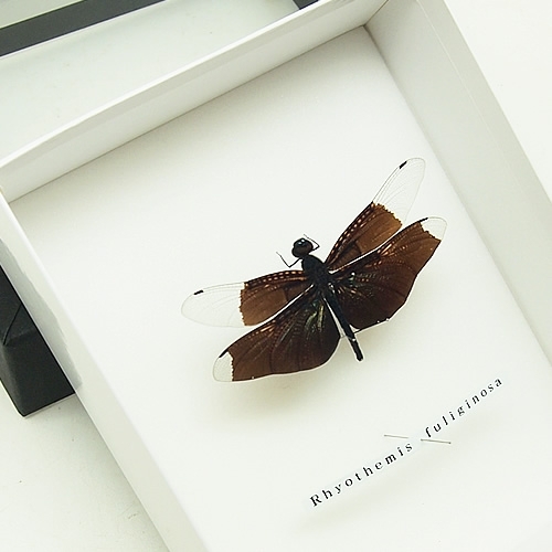 チョウトンボ(蝶蜻蛉)(黒金) , 昆虫標本 , 蝶の標本 販売・通販の