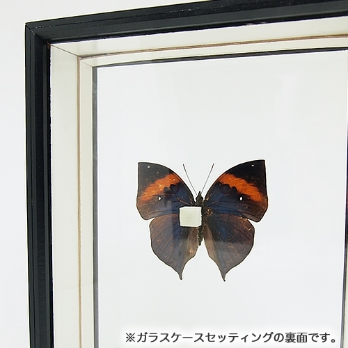 ムラサキコノハチョウ／裏展翅 , 蝶の標本 販売・通販のNatureShop