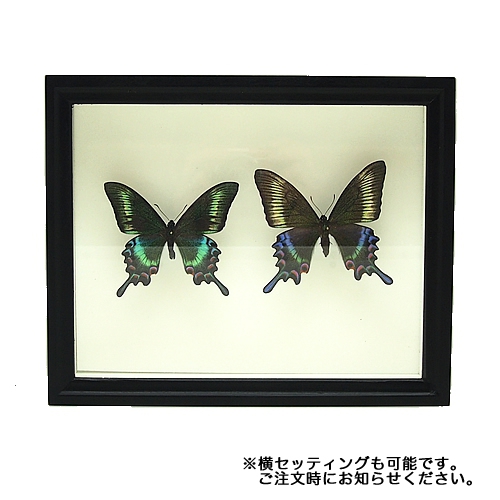 ミヤマカラスアゲハ／ペアセット , 蝶の標本 販売・通販のNatureShop