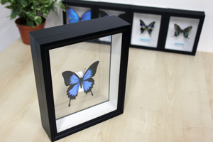 オオムラサキ／オス , 蝶の標本 販売・通販のNatureShop|モルフォや