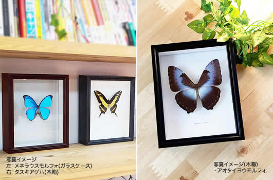 ディディウスモルフォ , 蝶の標本 販売・通販のNatureShop|モルフォや