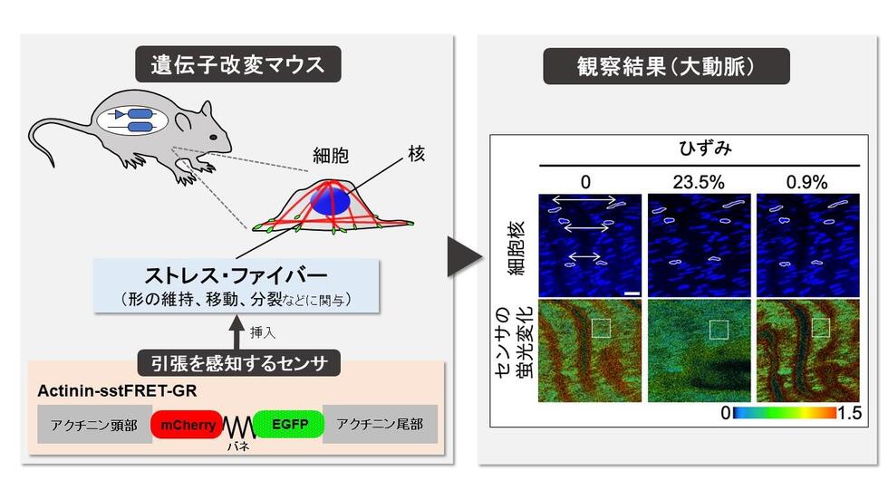 引張り力で体中の蛍光色が変わるマウスの作出に成功 ～組織から細胞