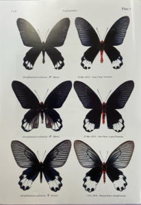 私のラオス蝶類図譜 小野寺博昭