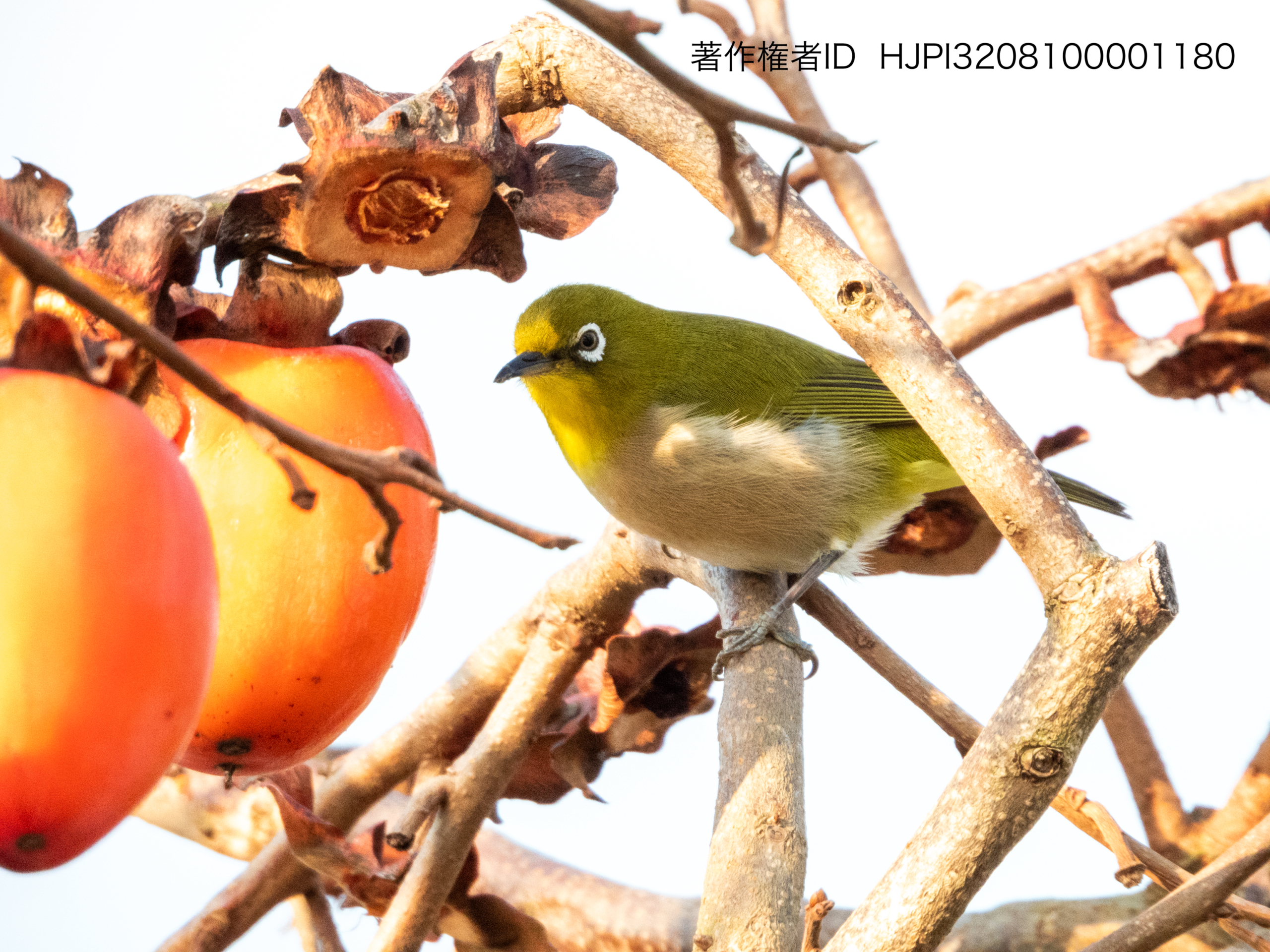 2/4、野鳥観察③、p1000導入のまとめ。 | 僧侶×写真家 高橋直暉