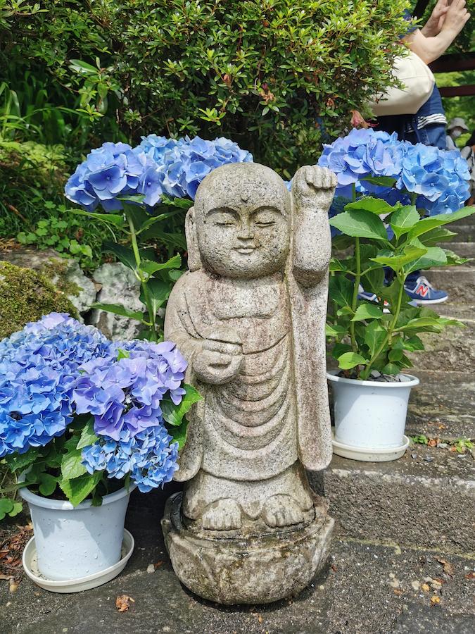 紫陽花】岡寺（明日香村） | 奈良の地域密着型・総合情報サイト