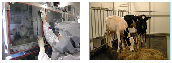 動物衛生研究部門:動物衛生高度研究施設の役割 | 農研機構