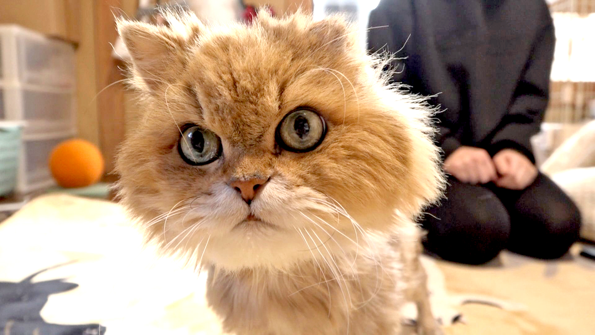 毛玉だらけで糞尿まみれ」の保護ネコが柔らかい表情に “寄付金”で救