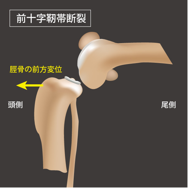 犬の前十字靭帯断裂｜横浜市戸塚区の動物病院｜ぬのかわ犬猫病院