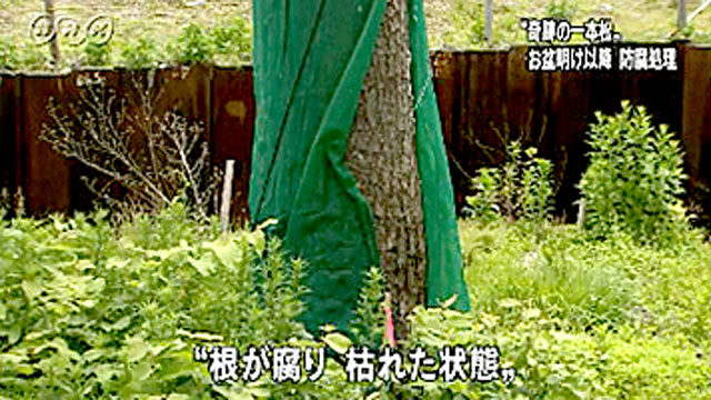 東日本大震災アーカイブス＞復興の軌跡＞奇跡の一本松｜災害｜NHK