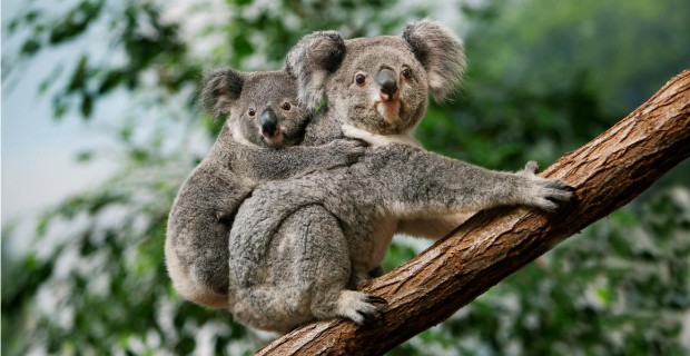 Koala biobank could help save Australian mammal from extinction