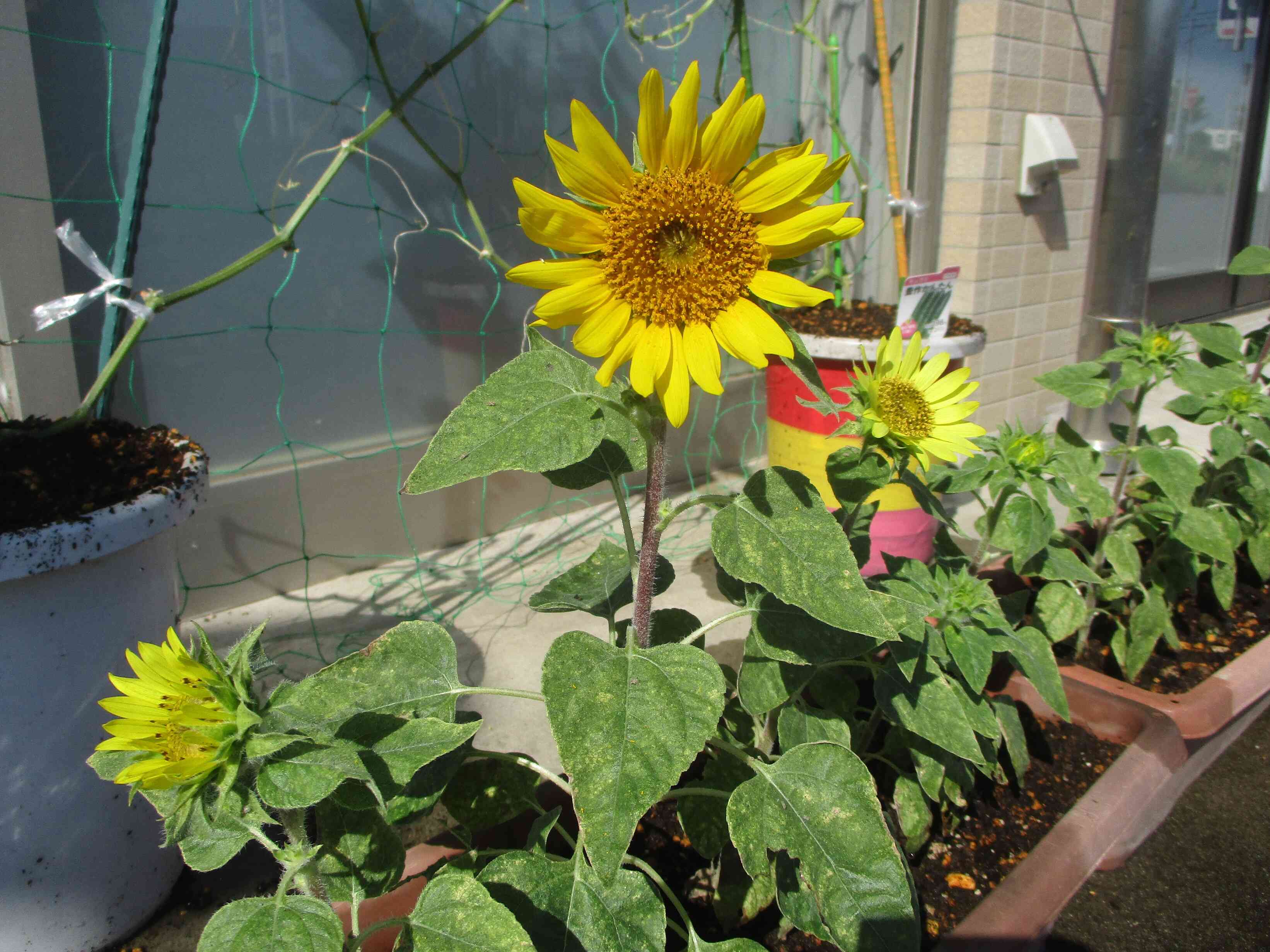 すくすく☆ミニひまわり｜ニチイキッズあみ保育室｜ニチイキッズ