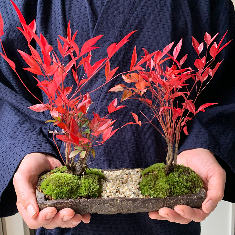 送料無料 南天のミニ盆栽 くらま岩器風長方鉢 並木道盆栽 ぼんさい