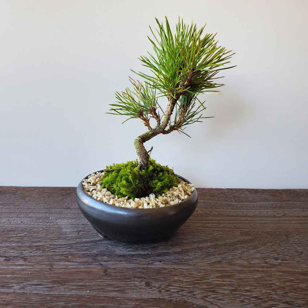 黒松盆栽 万古黒丸鉢 くろまつ クロマツ kuromatu ミニ盆栽 小品盆栽