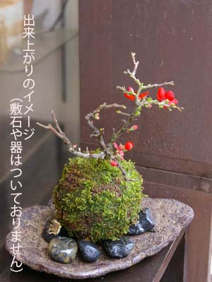 さあ、苔玉を作ってみませんか？【苔玉キット 苗付（紅長寿梅 ベニ