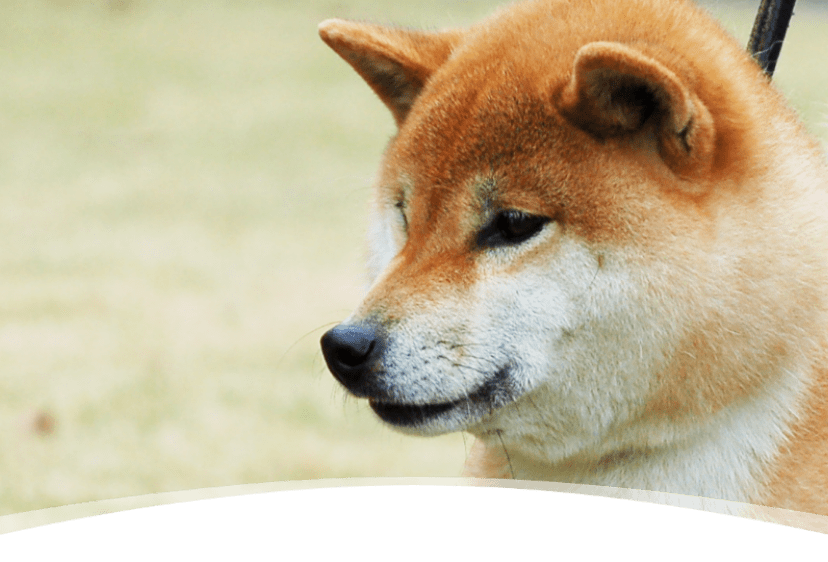 公益社団法人 日本犬保存会 – 日本犬保存会｜柴犬・紀州犬・四国犬