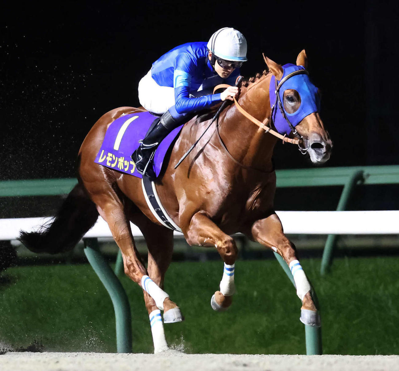 レモンポップが12月1日中京で引退式実施 種牡馬入りも発表 - 競馬