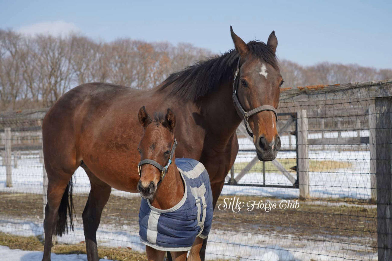 アーモンドアイ×イクイノックスの牡馬が誕生「宝物のような血統