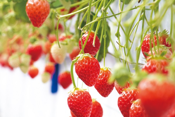 足立いちご園｜ にっぽんまんなか紀行（西脇市観光物産協会）