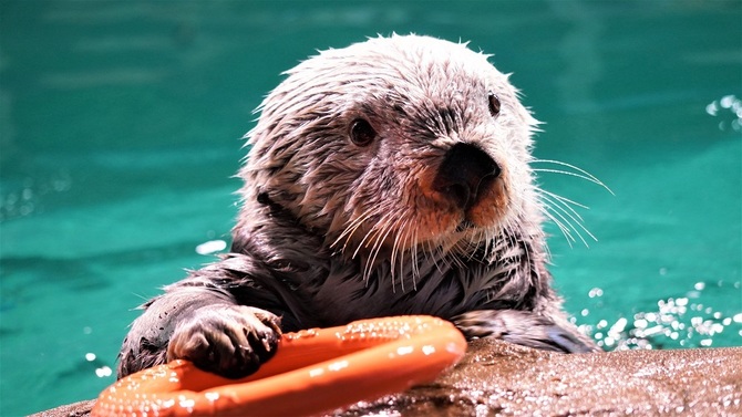 ラッコのリロくんをライブカメラで観察しよう！ イルカショープールも