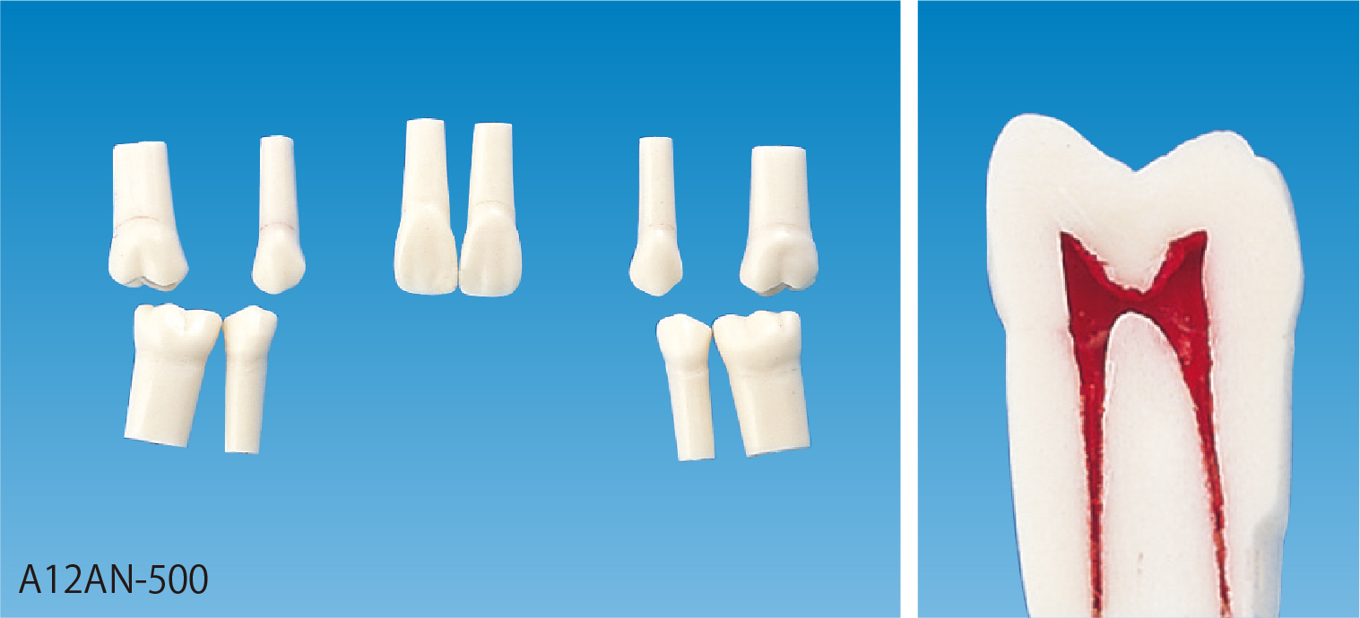 2色レジン製顎模型 [D51D-500A-QF](D咬合器つき)｜株式会社ニッシン