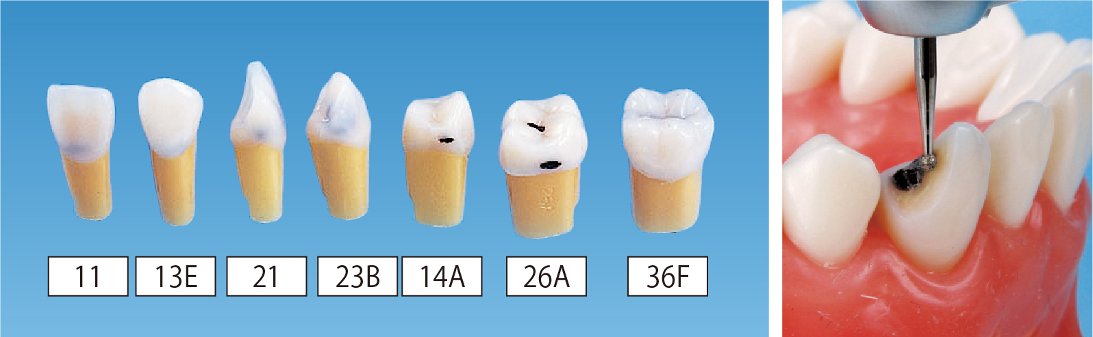 保存修復実習用顎模型 [D18D-500E(GUB)](D咬合器つき)｜株式会社