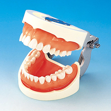 補綴修復実習用顎模型 [D18FE-500A-QF](FE咬合器つき)｜株式会社