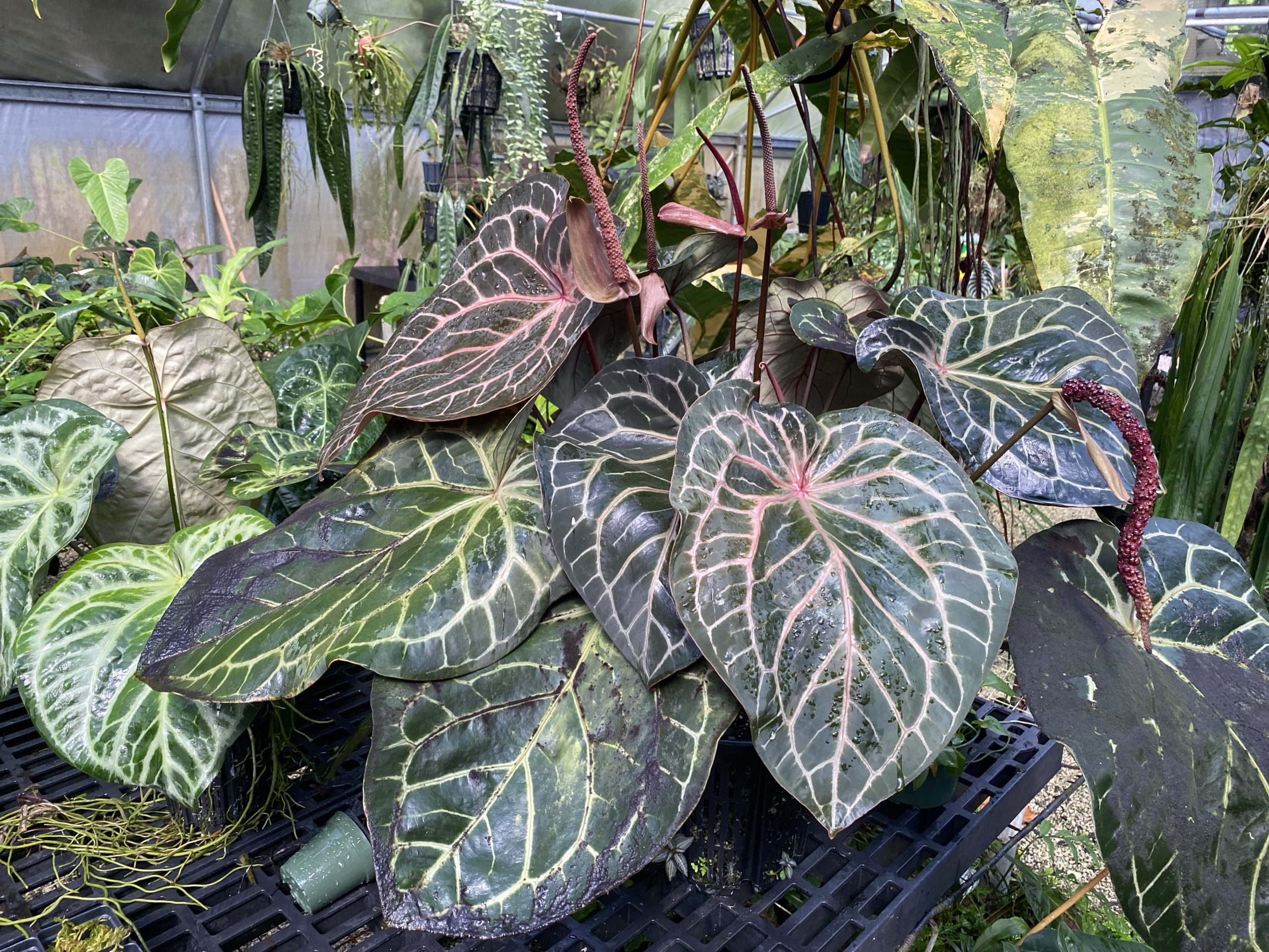 Anthurium NSE red crystallinum seedling - NSE Tropicals