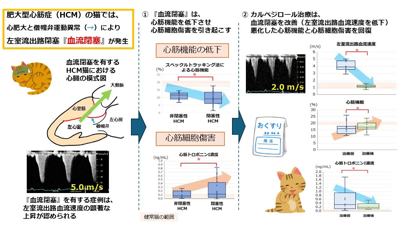新着論文】猫でもっとも多い心臓病である肥大型心筋症は、『血流閉塞